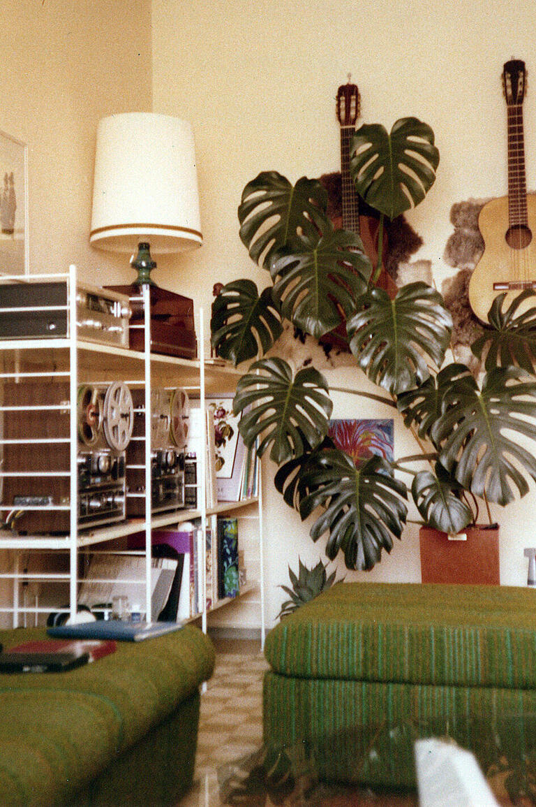 Monstera deliciosa, schon lange in Kultur und gerade wieder topmodern.