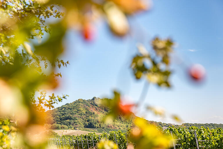 Unterwegs auf der rund zehn Kilometer langen TraumRunde Markt Einersheim im Kitzinger Land. An Weinreben vorbei verläuft der Weg Richtung Schlossberg.