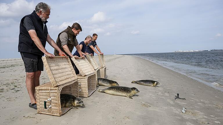 Auswilderung von jungen Seehunden in der Nordsee       -  Sie wurden mit einem Boot und in Körben auf die Insel gebracht und hier in die Freiheit entlassen.