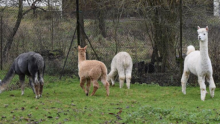 Alpakas sind genügsame Tiere, die mit Gras und Heu auskommen.