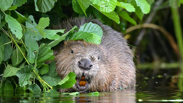 So putzig wie Biber auf diesem Symbolbild auch aussehen mögen: Wo die im Wasser lebenden Nagetiere auf von Menschen besiedelte Bereiche treffen, sorgen diese mit ihrem Bautrieb oftmals für Ärger.