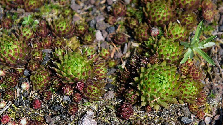 Die Hauswurz wächst dort, wo es kaum eine andere Pflanze aushält. Sie erträgt Hitze, Trockenheit und Kälte problemlos und behält auch im Winter ihre Blätter.