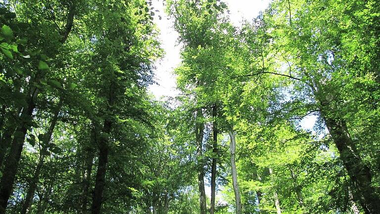 Natur pur: Das Naturwaldreservat &bdquo;Waldhaus&ldquo; am Handthalgrund bei Ebrach zählt mit seinen alten Buchen und dem Reichtum an Pilzen, Schmetterlingen, Käfern, Vögeln und Fledermäusen nicht nur zu den bekanntesten Naturwaldreservaten Süddeutschlands, sondern auch zu einem der wissenschaftlich am meisten untersuchten Waldgebiete Deutschlands.