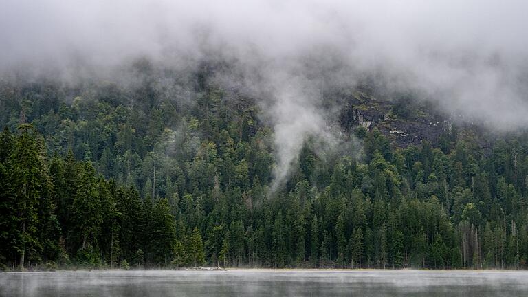 Im Bayerischen Wald am Arbersee       -  Bewirtschaftung beschleunigt den Waldumbau