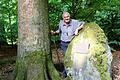 Die 250 Jahre alte 'Inspektionsbuche' hat von Rainer Betz einen Gedenkstein bekommen, um den Reichtum der Wälder für die nachfolgende Generation sichtbar zu machen. Foto: Julia Raab       -  Die 250 Jahre alte 'Inspektionsbuche' hat von Rainer Betz einen Gedenkstein bekommen, um den Reichtum der Wälder für die nachfolgende Generation sichtbar zu machen. Foto: Julia Raab
