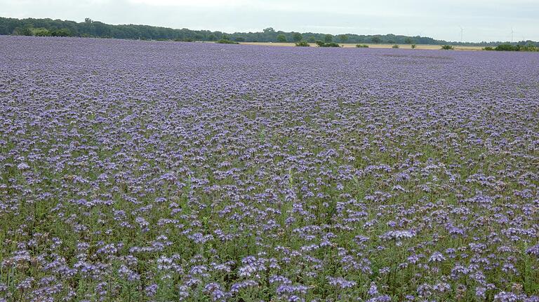 Das Saatgut für die Phazelia (Bienenweide) liefert der Deutschof an die Bayerische Futtersaatbau. Das Saatgut für die Phazelia (Bienenweide) liefert der Deutschof an die Bayerische Futtersaatbau.