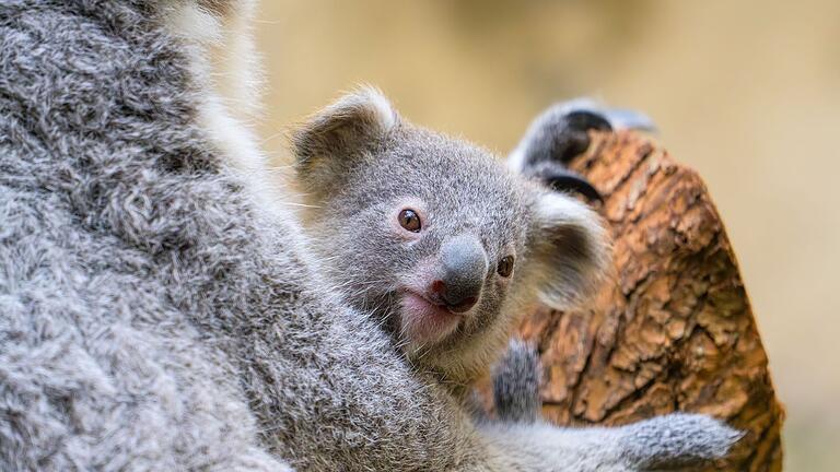 Koala-Junges im Zoo Duisburg heißt Yoorana       -  Der Duisburger Zoo ist bekannt für seine Koala-Haltung.