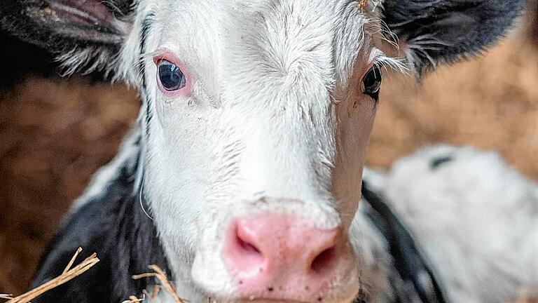 Milchviehbetrieb Schulte to Brinke       -  Medikamente für Kälber, die es nicht gibt? Ein Tierarzt steht dafür vor Gericht..