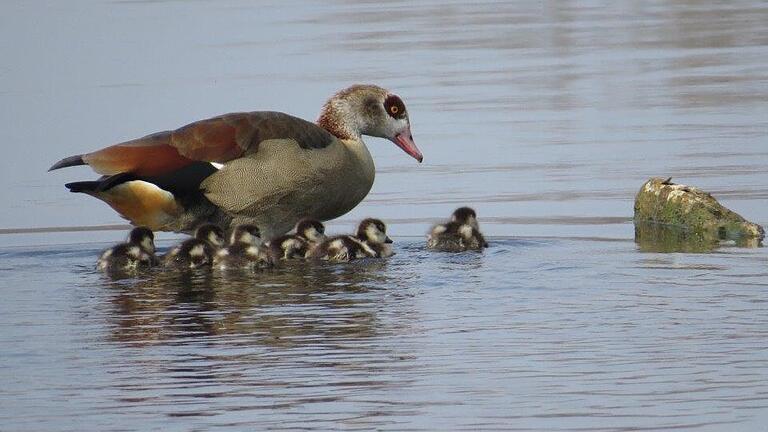 Eine Nilgans mit ihrem Nachwuchs. Typisch für die Art ist der braune Fleck ums Auge. Foto: Karl Schönherr