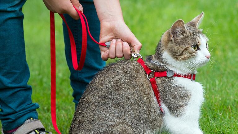 Katze mit Geschirr       -  Für unterforderte Wohnungskatzen kann es eine Bereicherung sein, sich an Geschirr und Leine in einem sicheren Bereich in direkter Wohnungsnähe aufhalten zu können. (Archivbild)