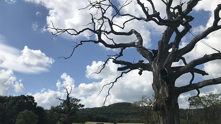 Wer heute von Nordheim hoch zur Rother Kuppe wandert, der passiert jahrhundertealte zum großen Teil abgestorbene Eichen, die geschützt sind und dem Specht eine Heimat bieten sollen. Für Hölderlin waren solche Baumriesen faszinierende Solitäre, aber auch Anlass, um über Freiheit und Unfreiheit zu philosophieren. Zwei Jahre nach seiner Rhönreise schrieb er das Gedicht 'Die Eichbäume'. Sie galten ihm als Symbole der Freiheit in einer Welt, die ihm bereits wie ein eingehegter Garten erschien. Er ...       -  Wer heute von Nordheim hoch zur Rother Kuppe wandert, der passiert jahrhundertealte zum großen Teil abgestorbene Eichen, die geschützt sind und dem Specht eine Heimat bieten sollen. Für Hölderlin waren solche Baumriesen faszinierende Solitäre, aber auch Anlass, um über Freiheit und Unfreiheit zu philosophieren. Zwei Jahre nach seiner Rhönreise schrieb er das Gedicht 'Die Eichbäume'. Sie galten ihm als Symbole der Freiheit in einer Welt, die ihm bereits wie ein eingehegter Garten erschien. Er bewunderte die wilde Eigentümlichkeit der Eichen, konnte sich aber auch nicht losreißen von der sozialen Wärme - und der Liebe - in den wohlbestellten Gärten des geselligen Lebens. Foto: Joachim Rübel