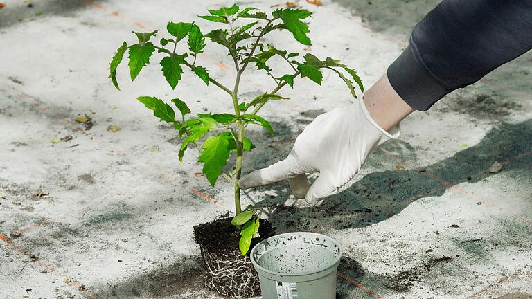 Das Anzucht-Töpfchen kann im Beet neben der Pflanze zum 'Trinkwasser'-Reservoir für die junge Tomate werden. Das Anzucht-Töpfchen kann im Beet neben der Pflanze zum 'Trinkwasser'-Reservoir für die junge Tomate werden.