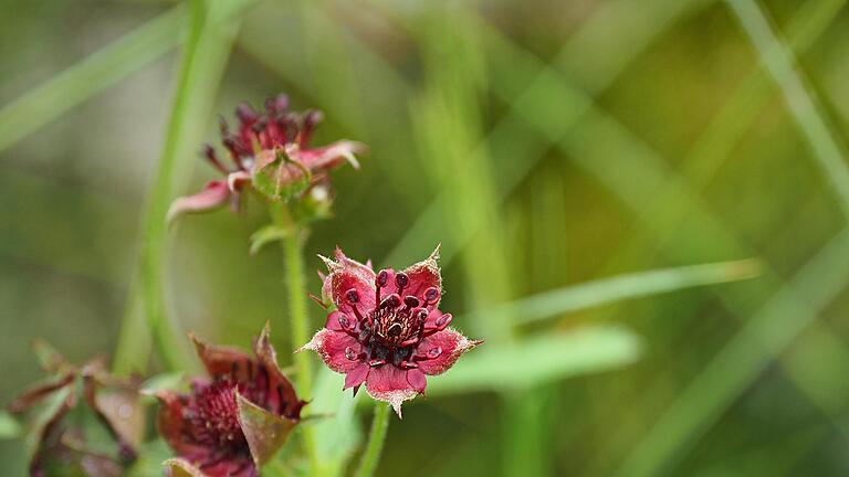 489450398.jpg       -  Das Sumpf-Blutauge wurde zur 46. Blume des Jahres gewählt. Und wenn Sie das hier lesen, hilft Ihnen das bei einer der Fragen in unserem Quiz.