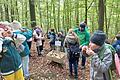 Schaumpusten am Waldtag. Mit Spülmittel und Wasser wurden die Wasserleitungsbahnen im Stamm sichtbar gemacht.