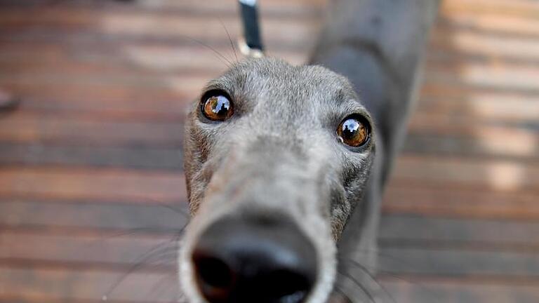 Ein Windhund steht in einem Cafe in Melbourne, das zum Ziel hat, den Tierschutz im Hunderennsport zu verbessern. Das Cafe wurde von Renn- und Glücksspielminister Martin Pakula gegründet und will ehemalige Rennhunde als Haustiere vermitteln. Foto: Joe Castro/AAP       -  Die verschiedenen Rassen der Windhunde zählen zu den schnellsten Hunderassen der Welt.