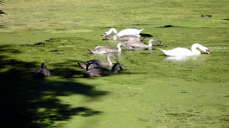 Abtauchen ins Schattengrün: Ein Sonntag in den Wehranlagen       -  (la) Am Wochenende war angesichts der Sommer-Temperaturen noch einmal Schatten gefragt. Reichlich lauschige Ecken bieten die Wehranlagen, die ab dem Jahr 1868 und bis 1890 durch Carl Sattler, der Pflanzen aus Nordamerika hatte kommen lassen, zum Park ausgebaut wurden. Die Wehr gehört zu den alten botanischen Gärten in Deutschland. In den 60er-Jahren des 19. Jahrhunderts kamen die Exoten auf dem &bdquo;Gademannschen Hügel&ldquo; hinzu. Sie stammen aus China, Japan und Korea. Im vorderen Teil der Wehr pflegen die Stadtgärtner heute 690 großteils mächtige Bäume. Noch mehr Schatten gibt es im anschließenden naturbelassenen Teil der ehemaligen Auwälder. Das Gelände der Wehranlagen summiert sich auf acht Hektar. Geboten werden dem Besucher ein großer Spielplatz, eine Bahn für die Kugelleger, ein Barfußpfad, Fitnessgeräte, eine Laufstrecke, ein Fußballfeld, Kneippbecken, Wanderwege, ein Kiosk, Gaststätten und der Springbrunnen aus dem Jahr 1961. Gleich nebenan schließt sich im Bereich Maxbrücke das Naturschutzgebiet &bdquo;Saumain&ldquo; an.