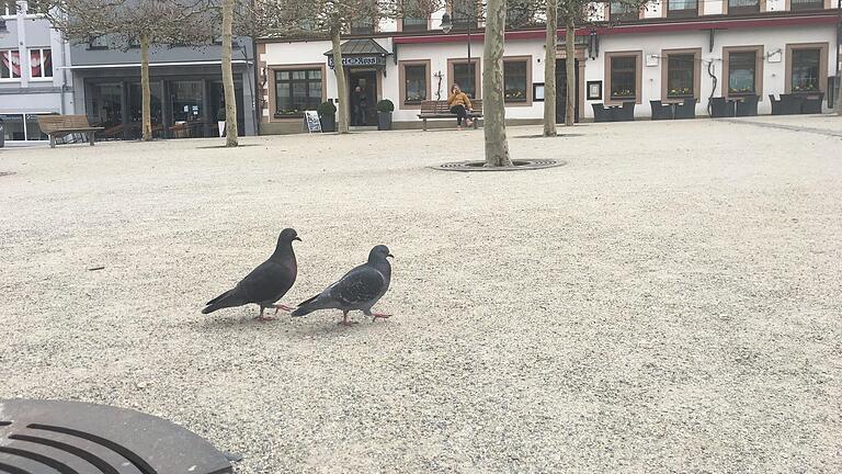 Keine Hilfe für die Stadttauben in Schweinfurt trotz Coronakrise: Der Hauptausschuss lehnte einen Eilantrag ab, das Fütterungsverbot vorübergehend auszusetzen.