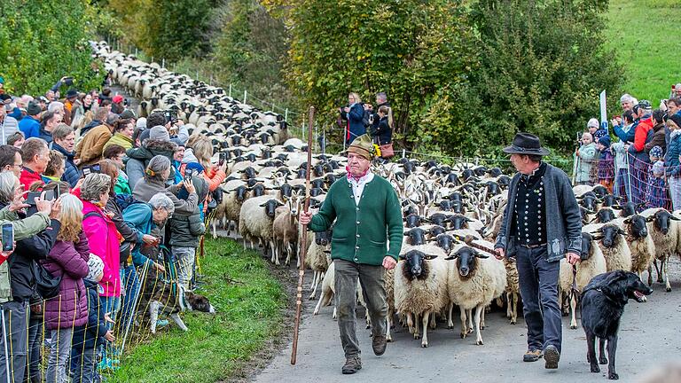 Weideabtrieb in Ginolfs: Landrat Thomas Hebermann als Schäfer. Weideabtrieb in Ginolfs: Landrat Thomas Hebermann als Schäfer.