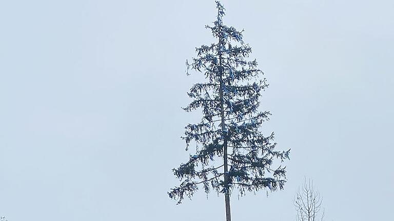 Der Baum steht.       -  Der Baum steht.