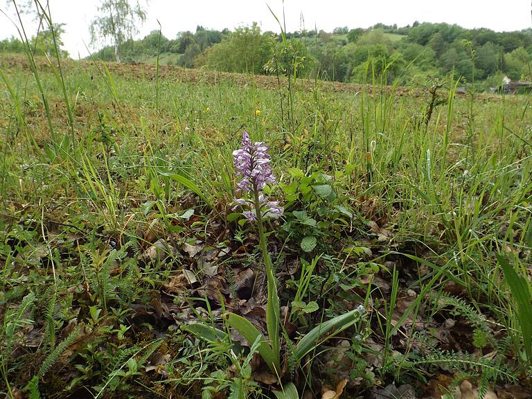 Solche Orchideen (Archivfoto) kommen auf der Fläche vor. Solche Orchideen (Archivfoto) kommen auf der Fläche vor.