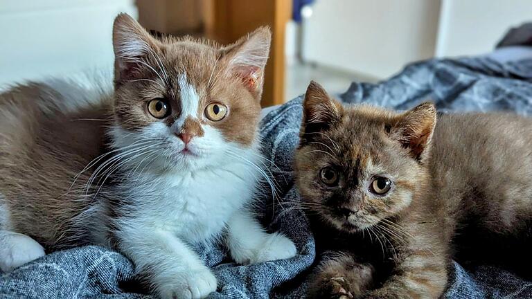 Ein Foto aus glücklichen Tagen: Simba mit seinem Schwesterchen Ginnie. Ein Foto aus glücklichen Tagen: Simba mit seinem Schwesterchen Ginnie.