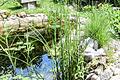 Ein Gartenteich mit der passenden Bepflanzung ist nur eines von vielen Biotopen, die man im Garten schaffen kann.