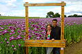 Das derzeit in volle Blüte stehende Mohnfeld von Christina und Theodor Bender bringt Farbe in die Sechselbacher Gemarkung.