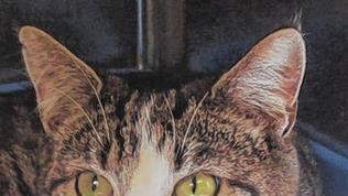 Fundkatze aus Kleinlangheim       -  (rt)   Am 30. März wurde eine sehr gepflegte, zutrauliche und verschmuste Katze in Kleinlangheim in der Bahnhofsstraße gefunden. Sie ist seitdem im Tierheim. Die Katze wünscht sich zu Ostern wieder zurück in ihr Zuhause, wo sie sicherlich schmerzlich vermisst wird. Mehr dazu und auch zu Tieren, die auf neue Besitzer warten, im Tierheim Kitzingen unter  (0 93 21) 50 63 und www.tierheim-kitzingen.de