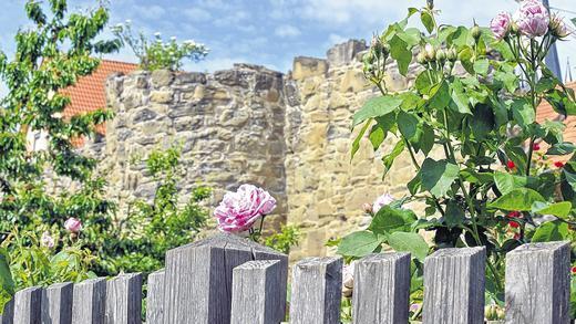 &bdquo;Frisches Grün in alten Mauern&ldquo;, so lautet das Motto des Tages der offenen Gartentüre am Sonntag, 22. Juni, in Zeil. Zwischen 11 und 17 Uhr können 28 ausgewählte Gärten besichtigt werden.