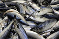 Fische       -  Symboldbild Fische - Foto: Jens Büttner (zu dpa 0040 vom 16.12.2009)  +++(c) dpa - Bildfunk+++