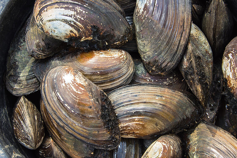 Riesenexemplare von Teichmuscheln wurden im Ellertshäuser See gefunden. Manche haben einen Durchmesser von 15 Zentimetern.