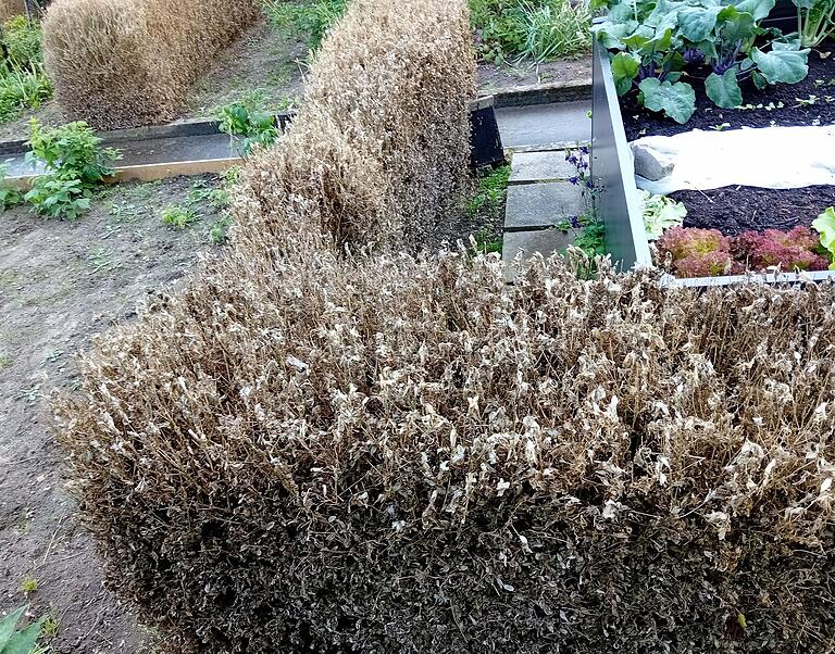 Ganze Arbeit haben die Raupen des Buchsbaumzünslers an dieser Hecke geleistet. Ganze Arbeit haben die Raupen des Buchsbaumzünslers an dieser Hecke geleistet.