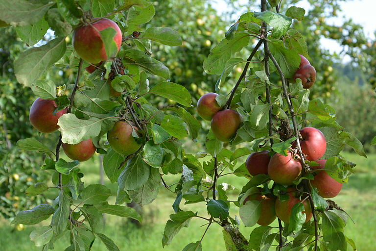 Äpfel aus der Region sind etwas Leckeres.