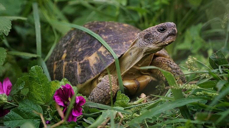 Auch Schildkröte Hermine kann man im Rahmen der Kinderführung kennenlernen.