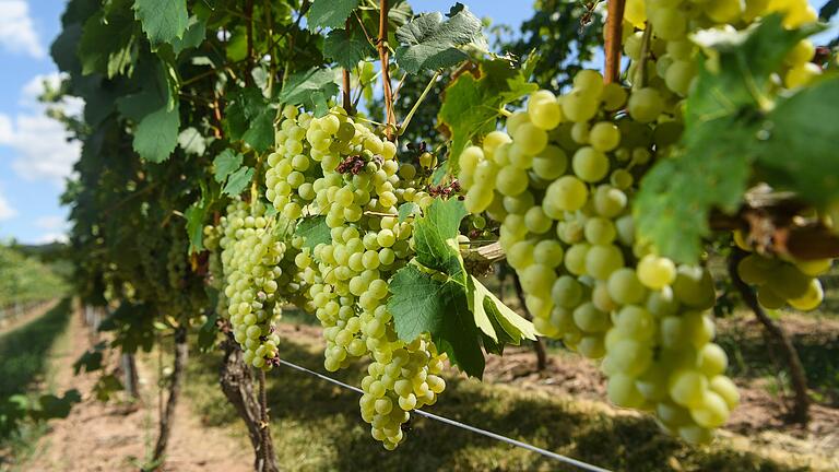 Teilweise schon vertrocknete Trauben hängen im Juli 2019 an einer Rebe an einem Weinberg bei Thüngersheim. Der Klimawandel und die damit verbundene Hitze und Trockenheit machen der Fauna und Flora in Unterfranken zunehmend zu schaffen. Teilweise schon vertrocknete Trauben hängen im Juli 2019 an einer Rebe an einem Weinberg bei Thüngersheim. Der Klimawandel und die damit verbundene Hitze und Trockenheit machen der Fauna und Flora in Unterfranken zunehmend zu schaffen.
