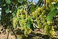 Teilweise schon vertrocknete Trauben hängen im Juli 2019 an einer Rebe an einem Weinberg bei Thüngersheim. Der Klimawandel und die damit verbundene Hitze und Trockenheit machen der Fauna und Flora in Unterfranken zunehmend zu schaffen.