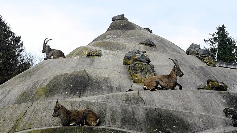 Zoo Augsburg - Zoo Augsburg Zoo Augsburg, was soll 2023 erneuert werden? Die Alpensteinbock Anlage Zoo Augsburg - Zoo Augsburg Zoo Augsburg, was soll 2023 erneuert werden? Die Alpensteinbock Anlage