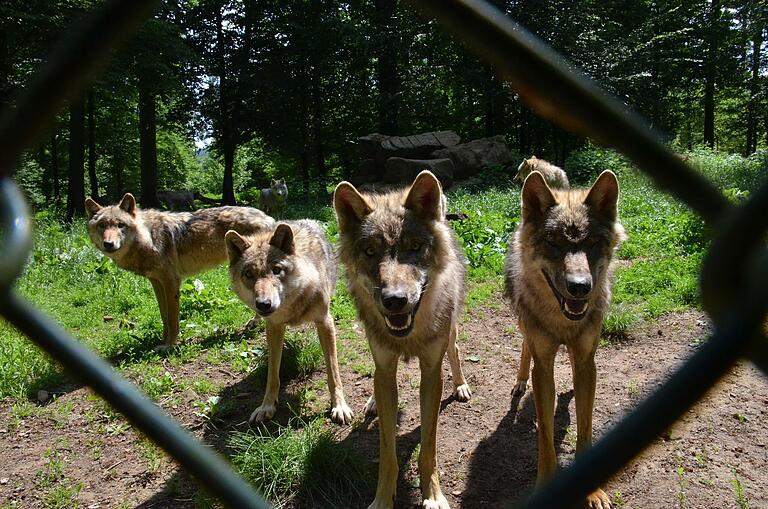 Na, wer traut sich auch so nah an den Zaun heran? Im Wildpark Schloss Tambach können Besucherinnen und Besucher die Wildtiere hautnah erleben (Archivfoto). Na, wer traut sich auch so nah an den Zaun heran? Im Wildpark Schloss Tambach können Besucherinnen und Besucher die Wildtiere hautnah erleben (Archivfoto).