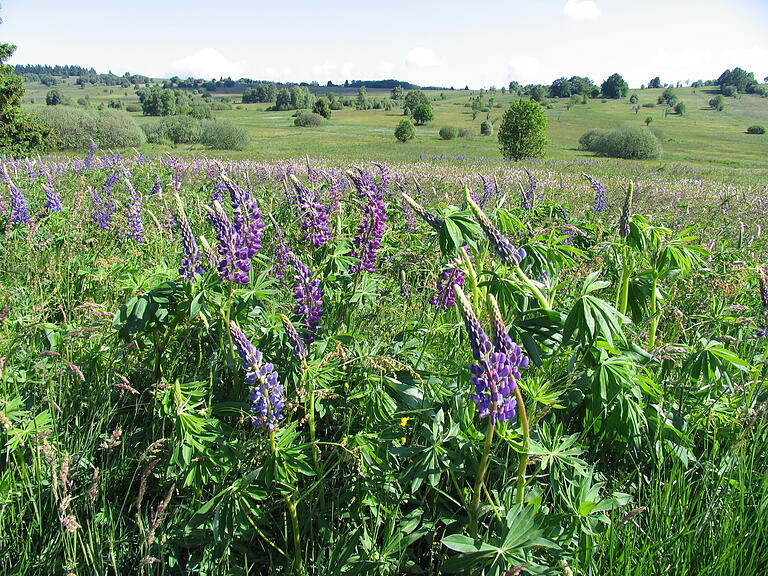 Die Lupine breitet sich in der Rhön immer mehr aus und verdrängt die wertvollen Rhöner Wiesen.&nbsp;