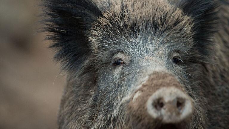 Wildschwein (Symbolbild)       -  Ein Wildschwein schaut aus einem Wildschweingehege zum Fotografen.