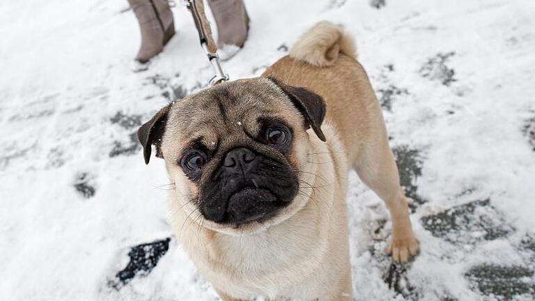 Ein Mops beim Spaziergang im Schnee. Foto: Arno Burgi/dpa-Zentralbild/dpa       -  Der Mops gehört zu den ruhigen Hunderassen und bellt nur sehr selten.