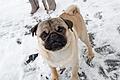 Ein Mops beim Spaziergang im Schnee. Foto: Arno Burgi/dpa-Zentralbild/dpa       -  Der Mops gehört zu den ruhigen Hunderassen und bellt nur sehr selten.