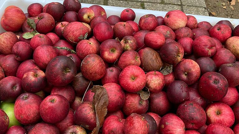 Eine Kiste voll mit Äpfeln – der Anblick ist in diesem Herbst nicht selbstverständlich. Mancherorts hing wegen des Frostes im Mai kaum eine Frucht am Baum.