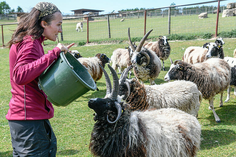 Tierbeauftragte Melanie Sporn bei der Fütterung der Vierhornschafe.