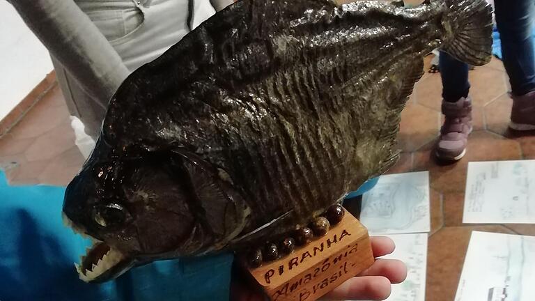 Piranha aus dem Amazonas.