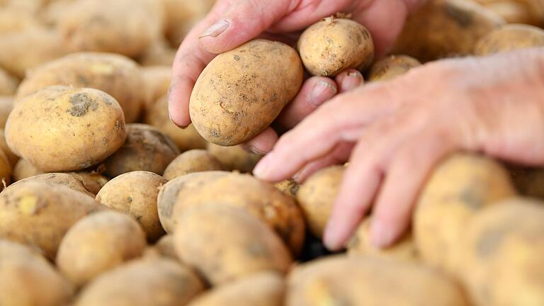 Aus Kartoffeln (Symbolbild) wird der Thüringer Zudl zubereitet. Ein einfaches Gericht, das für Marga Schwabe aber eine große Bedeutung hat und sie an ihre Heimat und ihre Eltern erinnert.