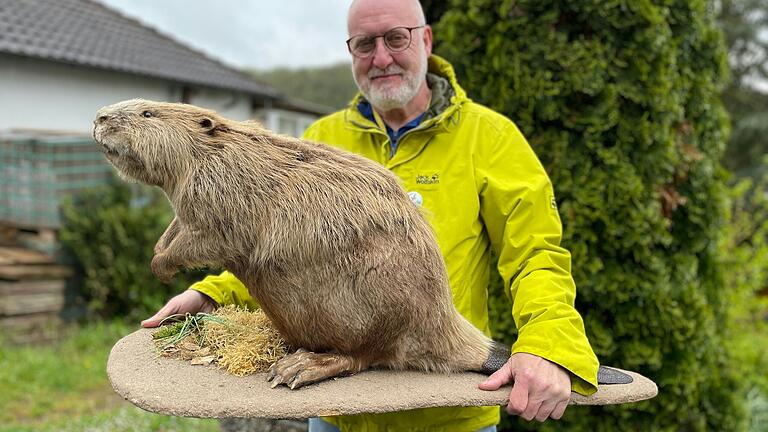 Demonstrationsobjekt: Erwin Scheiner zeigt ein ausgestopftes Biber-Jungtier. Diese Größe könnte in etwa auch der Biber gehabt haben, der in Zimmern im Gartenteich zu Besuch war. Demonstrationsobjekt: Erwin Scheiner zeigt ein ausgestopftes Biber-Jungtier. Diese Größe könnte in etwa auch der Biber gehabt haben, der in Zimmern im Gartenteich zu Besuch war.