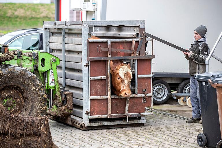 Jungbulle in der 'Tötungsbox': Weil das Tier die Box kennt, ist es unaufgeregt hineingetrottet. Jungbulle in der 'Tötungsbox': Weil das Tier die Box kennt, ist es unaufgeregt hineingetrottet. 