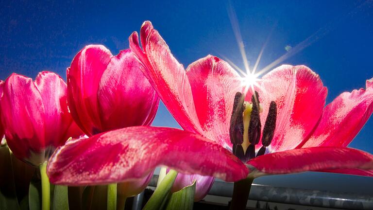 Sonne scheint durch die Blüten von Tulpenblättern auf Balkon       -  Blüte Symbolbild