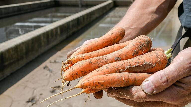 Rüben, Kartoffeln und Zwiebeln brauchen im Anbau nicht so viel Wasser wie etwa Blumenkohl.